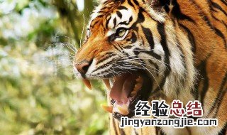 中药虎胆的功效与作用 虎胆是中药吗