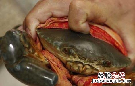 青蟹吃什么食物好养活 青蟹吃什么食物