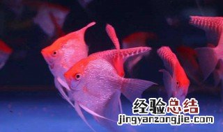 养鱼为什么不能养单数 养鱼为什么不能养单数的鱼