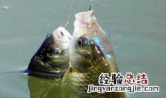 四月中旬如何钓鲫鱼视频 四月中旬如何钓鲫鱼