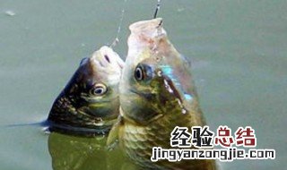 四月中旬如何钓鲫鱼视频 四月中旬如何钓鲫鱼