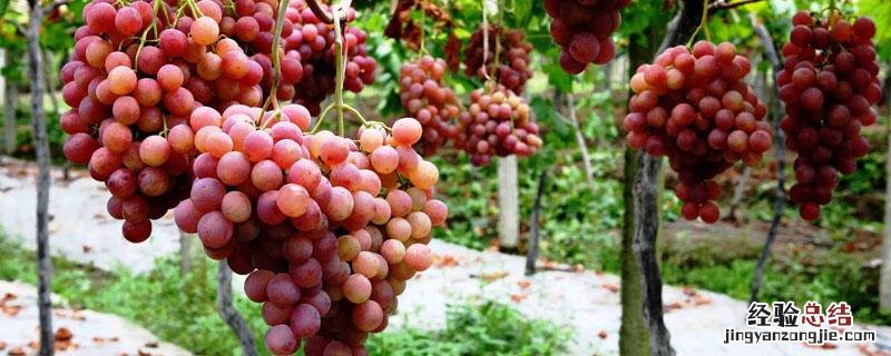 藤稔葡萄膨大剂配方 藤稔葡萄膨大处理技术