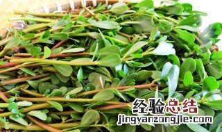 麻籽菜的功效和作用 麻籽菜的功效和作用有哪些