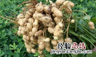 一亩地需要多少花生种 一亩地要多少花生种