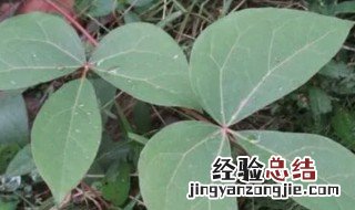 追风藤的功效与作用视频 追风藤的功效与作用