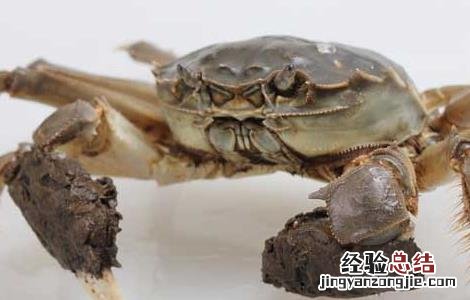 大闸蟹公的好还是母的好 大闸蟹公的好还是母的好吃