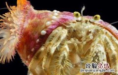 寄居蟹如何与海葵共生繁殖 寄居蟹如何与海葵共生
