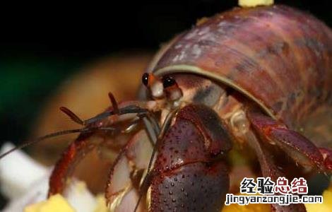 寄居蟹的生活方式 寄居蟹的生活习性