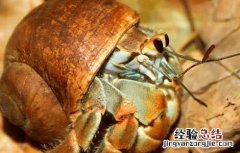 寄居蟹的生活方式 寄居蟹的生活习性