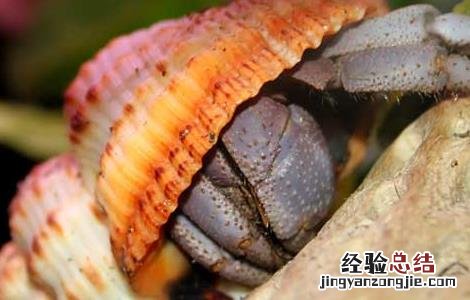 寄居蟹的生活方式 寄居蟹的生活习性