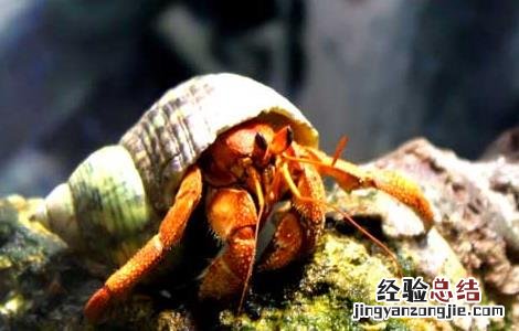 寄居蟹的生活方式 寄居蟹的生活习性