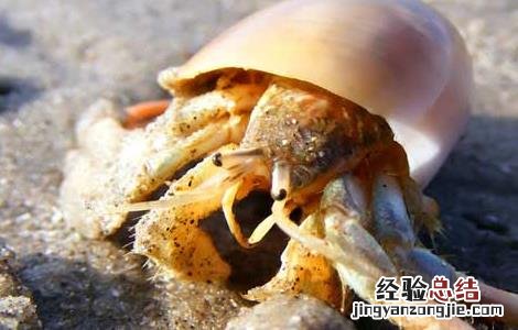 寄居蟹的生活方式 寄居蟹的生活习性