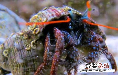 寄居蟹在淡水里能活多久 寄居蟹能活多久