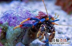 寄居蟹在淡水里能活多久 寄居蟹能活多久