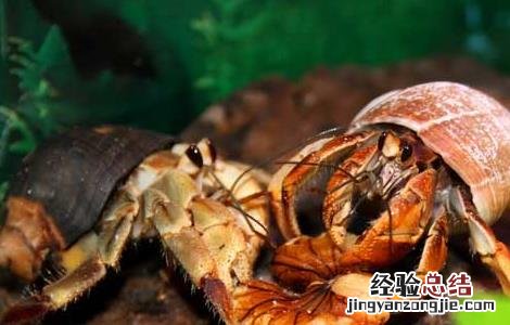 寄居蟹在淡水里能活多久 寄居蟹能活多久