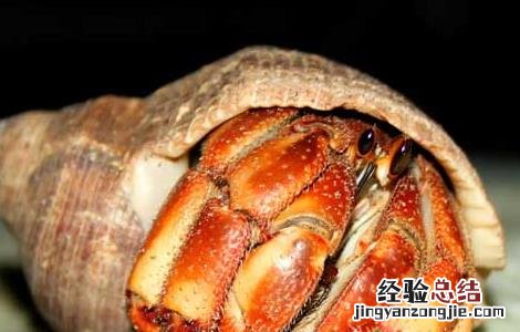 寄居蟹在淡水里能活多久 寄居蟹能活多久