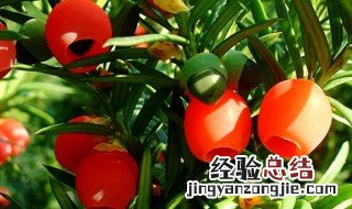 红豆杉怎么养 养红豆杉的5个注意方向