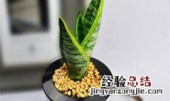 虎皮兰怎么养 大家可以学习一下
