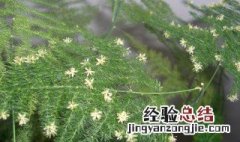 文竹怎么养 教你窍门养出造型优美美丽的文竹盆景