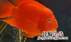 鹦鹉鱼怎么养 我们需要掌握几个要点