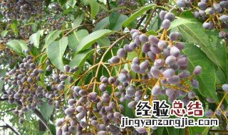 酒女贞子的功效和作用 酒女贞子有哪些功效和作用