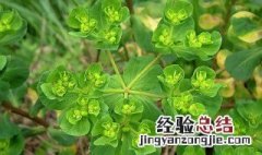 奶浆草的功效与作用 奶浆草的功效与作用图片白色花