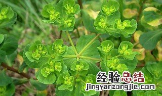 奶浆草的功效与作用 奶浆草的功效与作用图片白色花