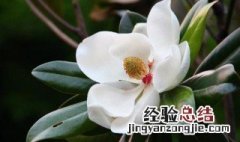 荷花玉兰的功效与作用禁忌 荷花玉兰的功效与作用