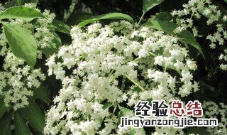 中药接骨木花的功效与作用 接骨木花功效和作用