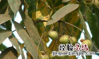 苦子果的功效和作用 苦子果的功效和作用及食用方法