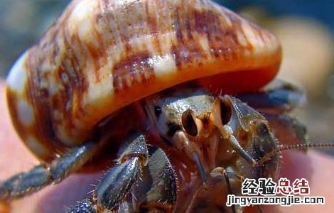 寄居蟹换壳的秘密 寄居蟹换了壳