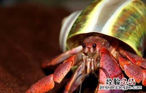 寄居蟹换壳的秘密 寄居蟹换了壳