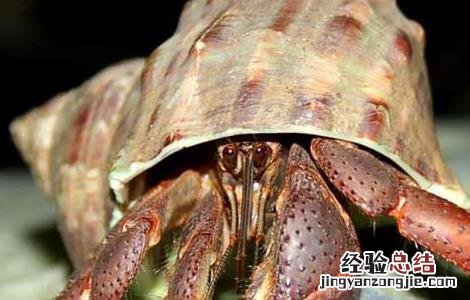 寄居蟹换壳的秘密 寄居蟹换了壳