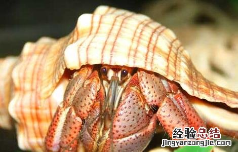 寄居蟹换壳的秘密 寄居蟹换了壳