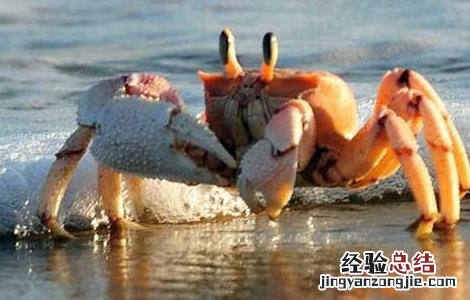 海蟹怎么保存最好吃 海蟹怎么保存最好