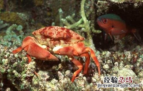 海蟹怎么保存最好吃 海蟹怎么保存最好