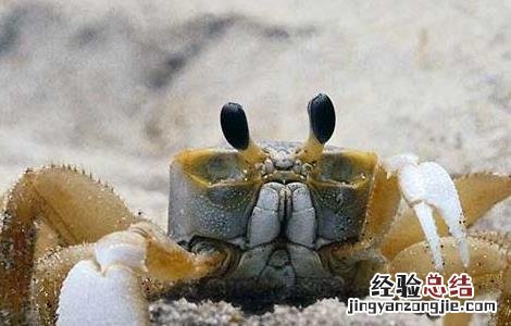 海蟹怎么保存最好吃 海蟹怎么保存最好