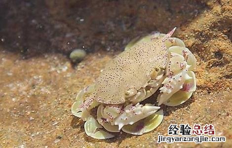 海蟹怎么保存最好吃 海蟹怎么保存最好