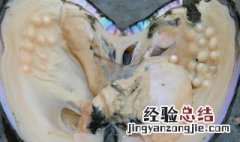 河里的河蚌是怎么繁殖技术的 河里的河蚌是怎么繁殖技术