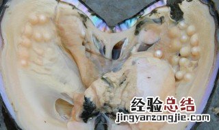 河里的河蚌是怎么繁殖技术的 河里的河蚌是怎么繁殖技术