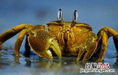 河蟹为什么会死 秋季河蟹死亡的原因