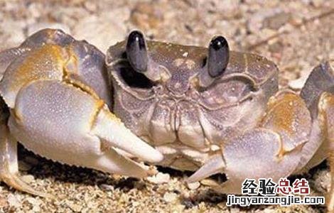 河蟹为什么会死 秋季河蟹死亡的原因