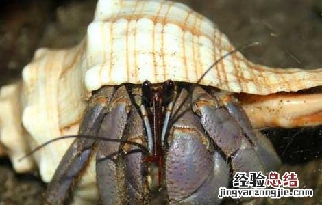 死的寄居蟹能吃吗 寄居蟹能吃吗