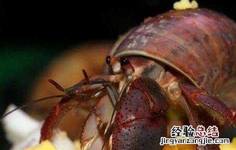 死的寄居蟹能吃吗 寄居蟹能吃吗