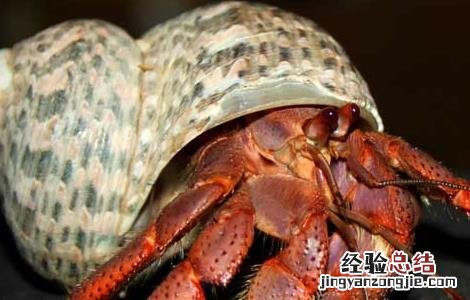 死的寄居蟹能吃吗 寄居蟹能吃吗
