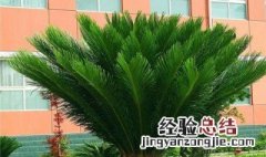 铁树怎么养 经验内容仅供参考
