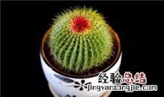 仙人球怎么养 你都做到了吗