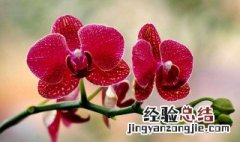 蝴蝶兰怎么养 需要注意这些方面