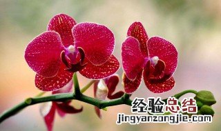 蝴蝶兰怎么养 需要注意这些方面