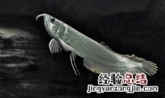 银龙鱼怎么养 养银龙鱼的5个注意事项